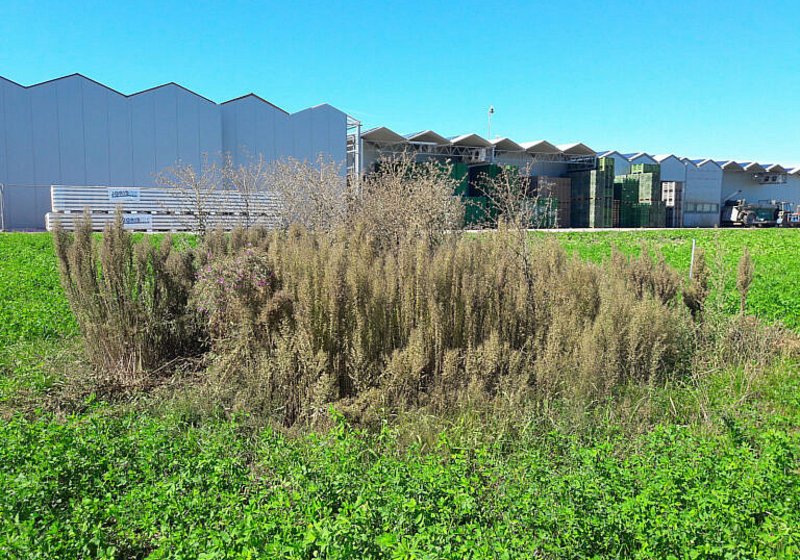 Heizzentrale Kerzers Bodenkundliche Baubegleitung