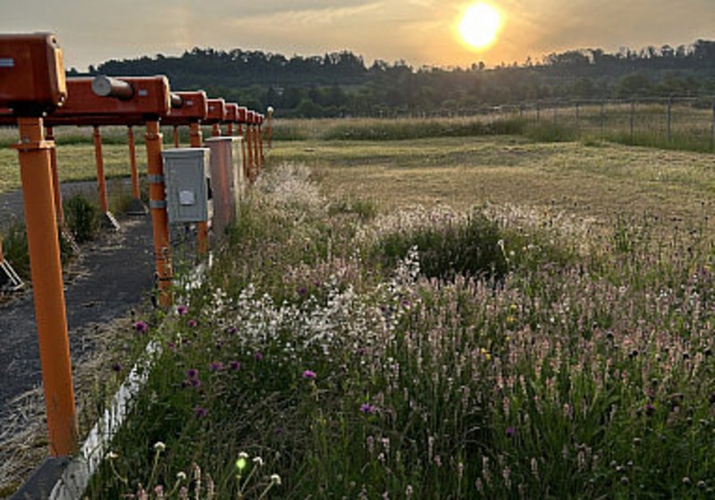 Vegetationskartierungen Flugplatz Bern-Belp