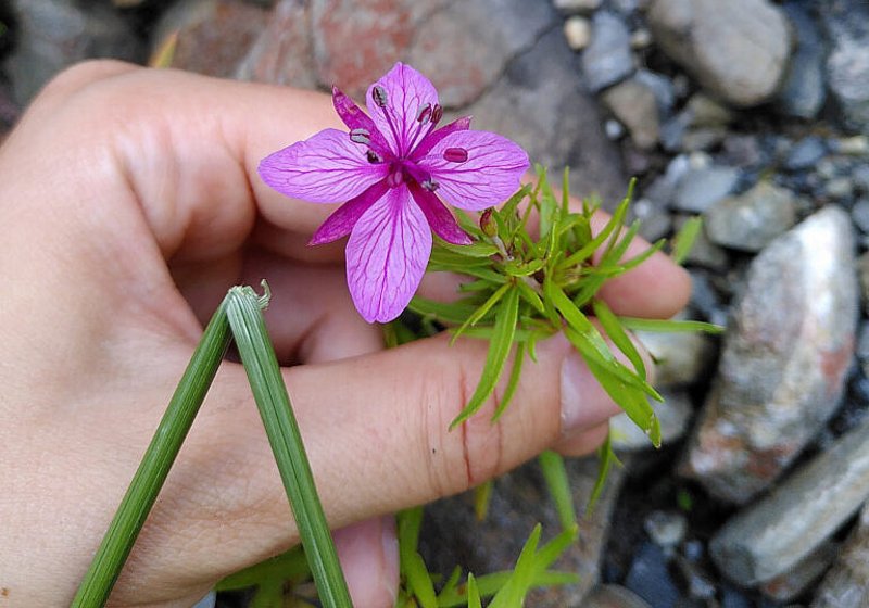 Vegetationsaufnahmen Wirkungskontrolle HWS-Kombiprojekt Simme St. Stephan