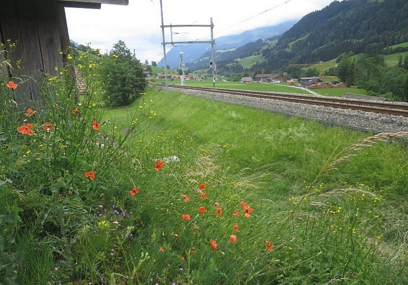 Flora- und Fauna-Kartierung Umbau Bahnhof Därstetten